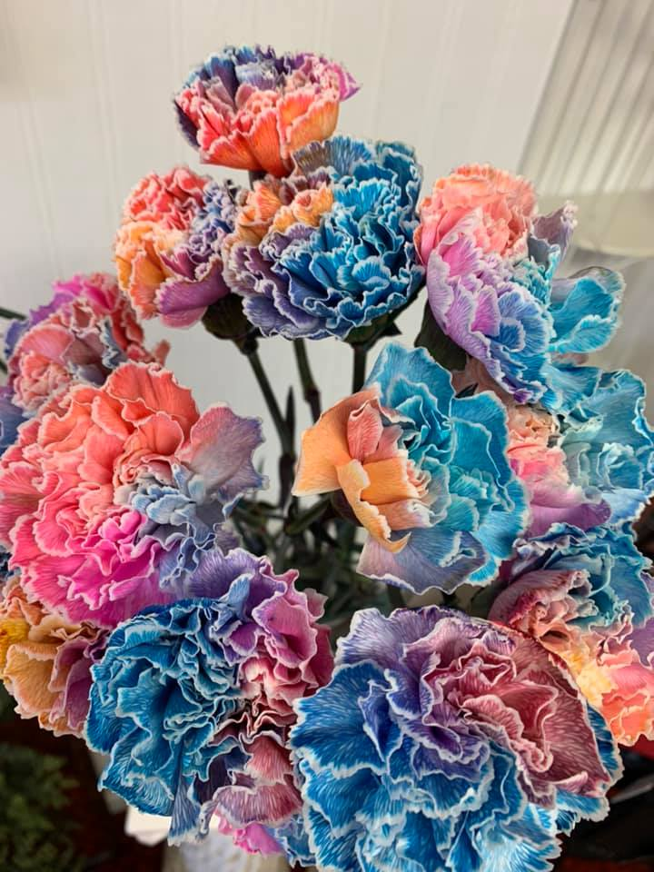 Multi-color Carnation Seeds