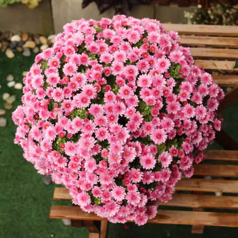 Candy Chrysanthemum Seeds