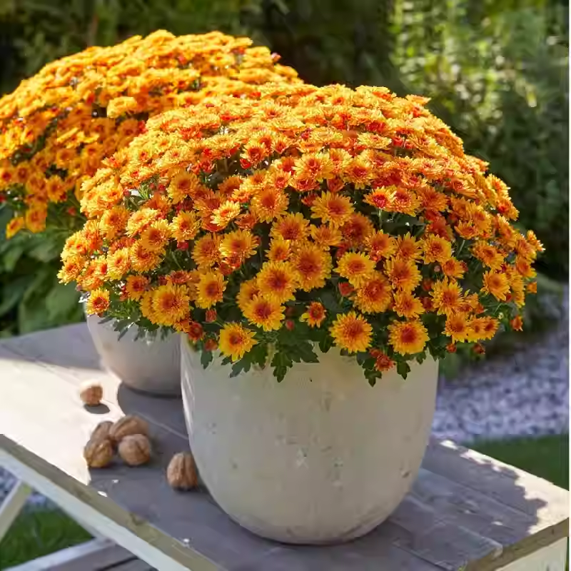 Candy Chrysanthemum Seeds