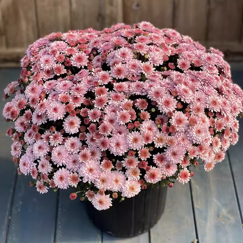 Candy Chrysanthemum Seeds