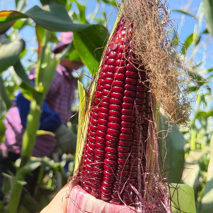 Gem Corn Seeds for Home Vegetable Gardens