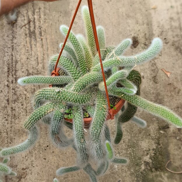Hildewintera colademononis - Monkey Tail Cactus Seeds