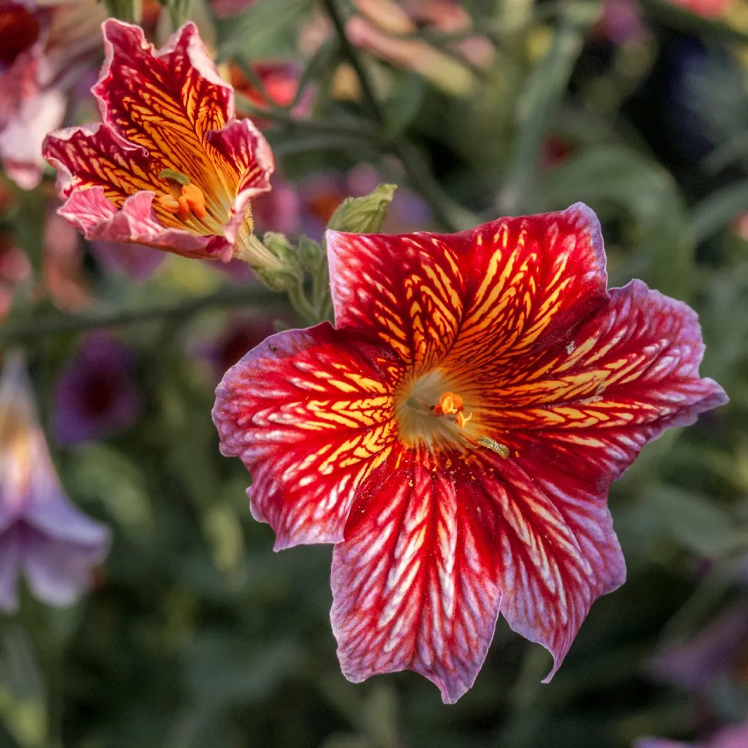 Salpiglossis Sinuata Seeds