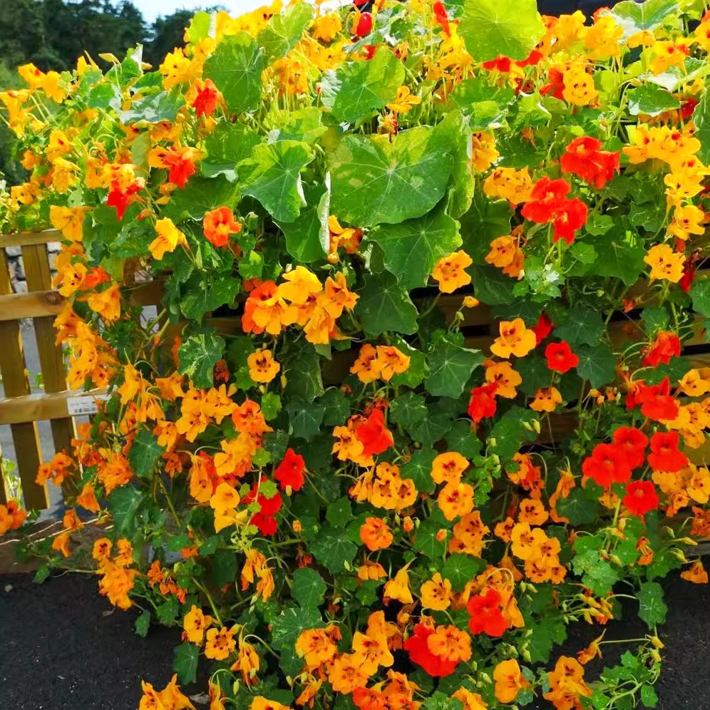 Nasturtium Seeds (Tall) - Mixed Colors
