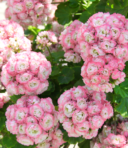 Colorful Apple Blossom Geranium Seeds