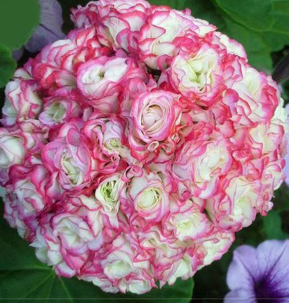 Colorful Apple Blossom Geranium Seeds