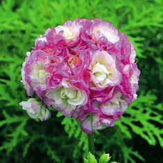 Colorful Apple Blossom Geranium Seeds