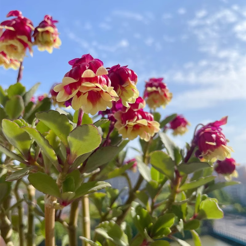 Beach Bells-Kalanchoe manginii Wendy Sunny Balloon