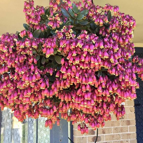 Beach Bells-Kalanchoe manginii Wendy Sunny Balloon