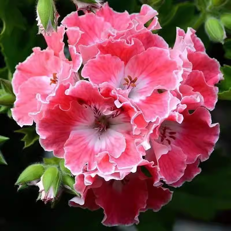 Regal Geranium Seeds