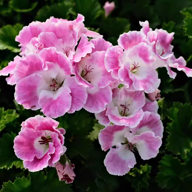 Regal Geranium Seeds