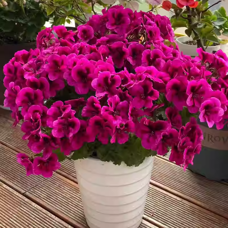 Regal Geranium Seeds