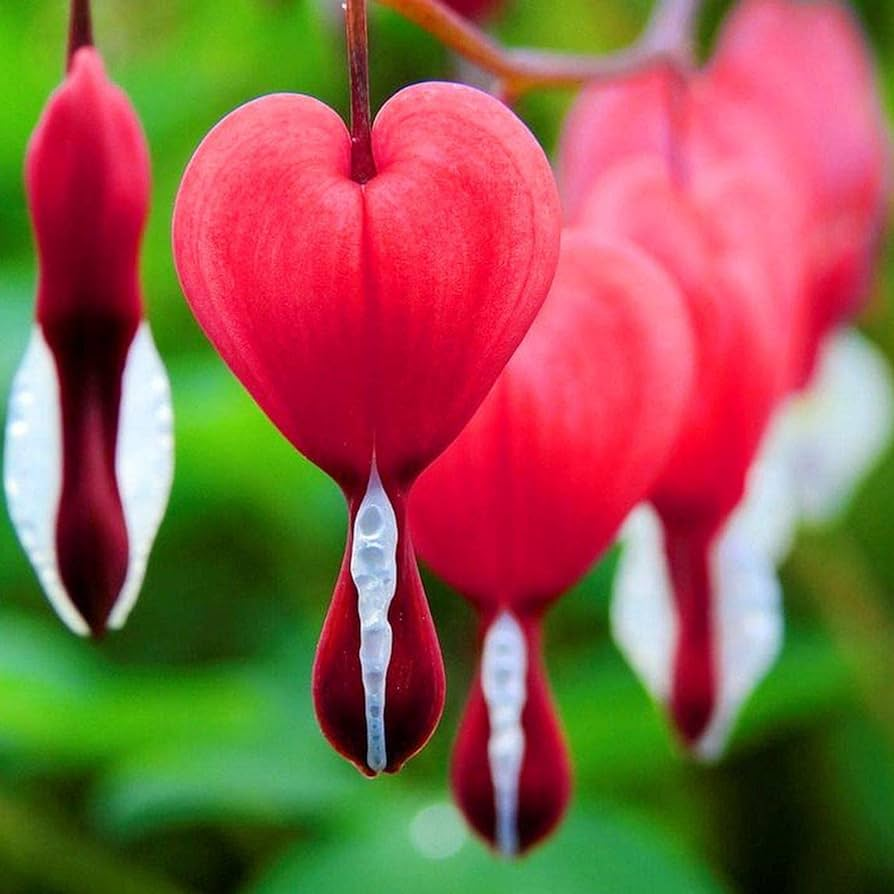 Blessing Heart Seeds-Spring Flowers