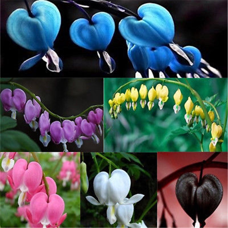 Blessing Heart Seeds-Spring Flowers