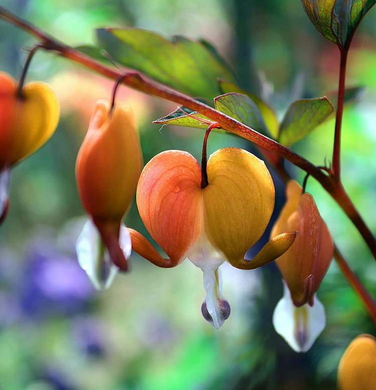 Blessing Heart Seeds-Spring Flowers