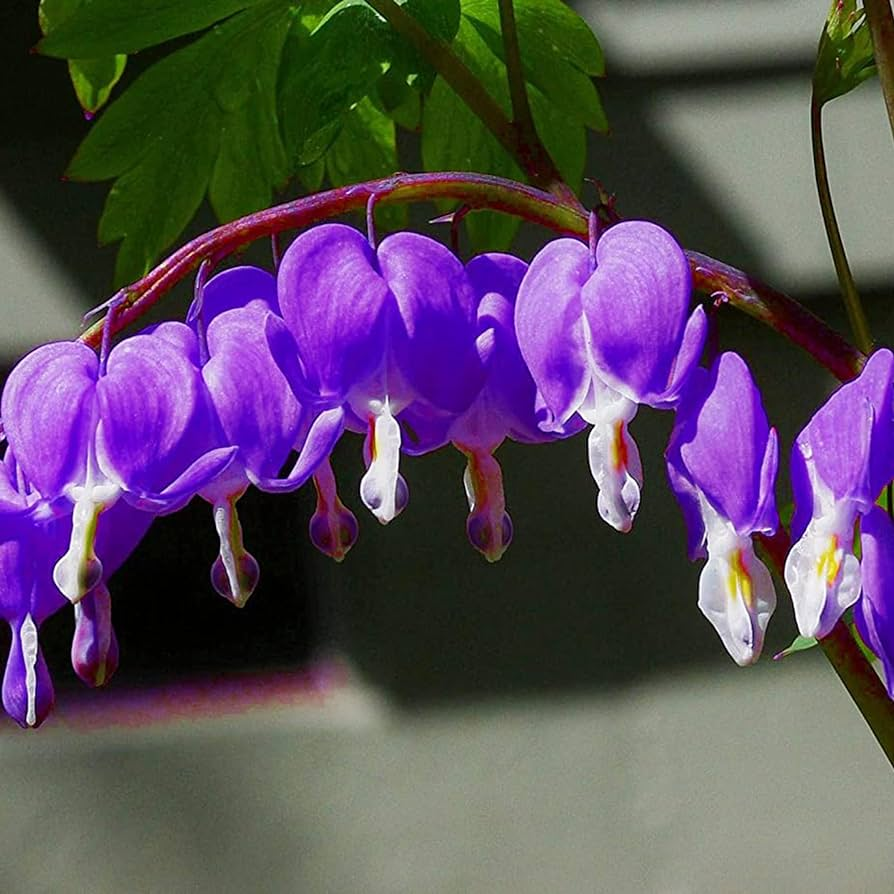 Blessing Heart Seeds-Spring Flowers