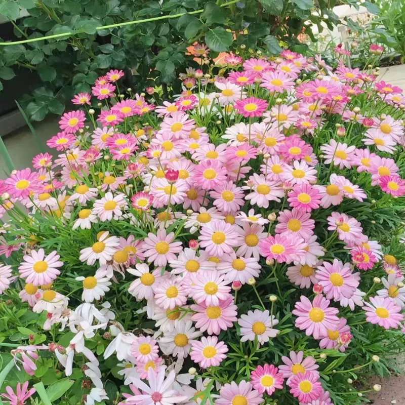 Insect Killers: Pyrethrum Daisy Seeds