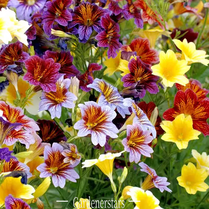 salpiglossis-sinuata-seeds