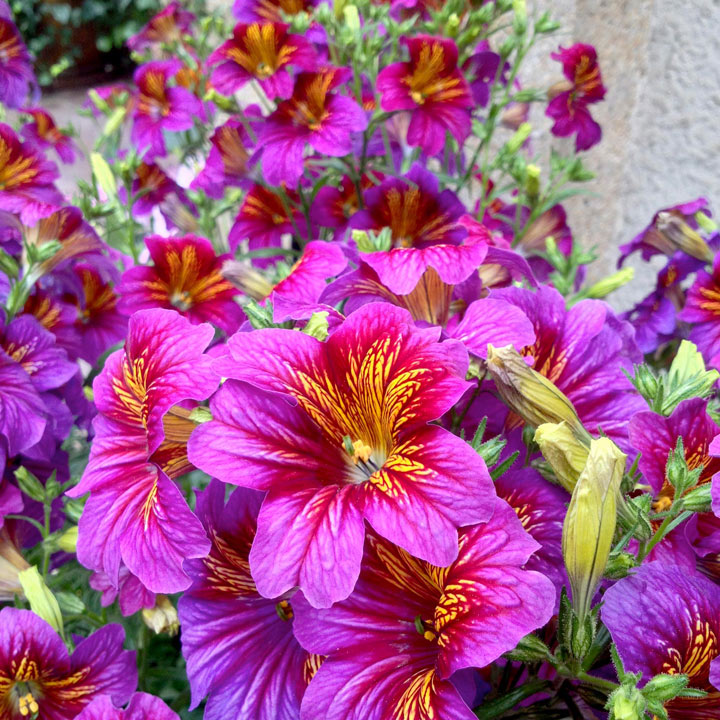 Salpiglossis Sinuata Seeds
