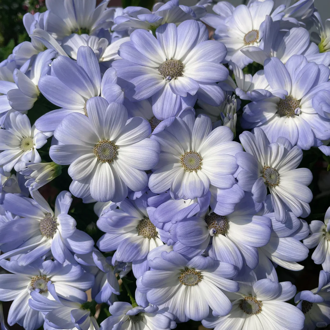 Multi-Color Cineraria Seeds