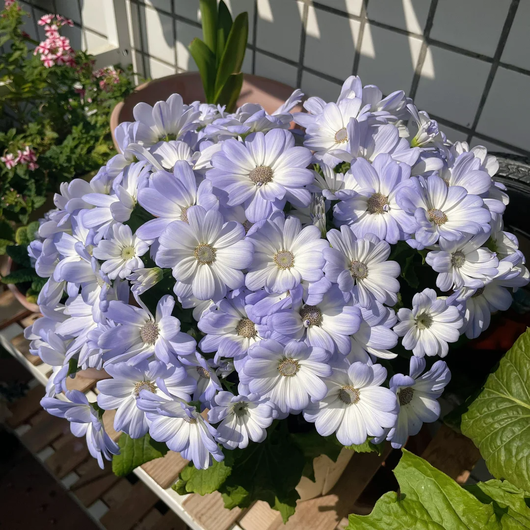Multi-Color Cineraria Seeds