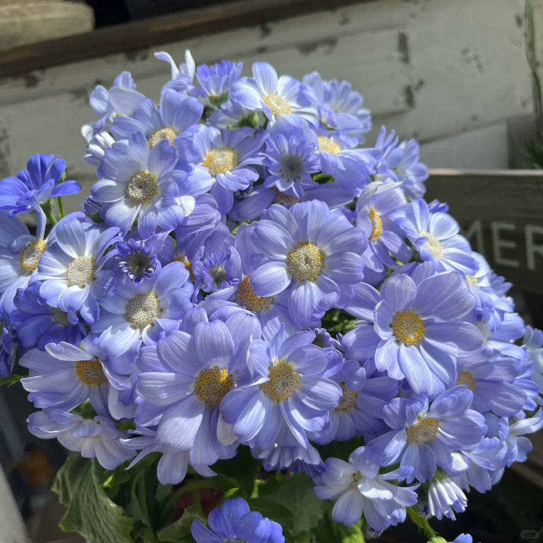 Multi-Color Cineraria Seeds