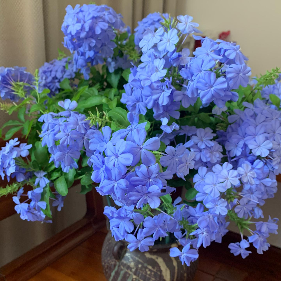 Plumbago Auriculata Seeds