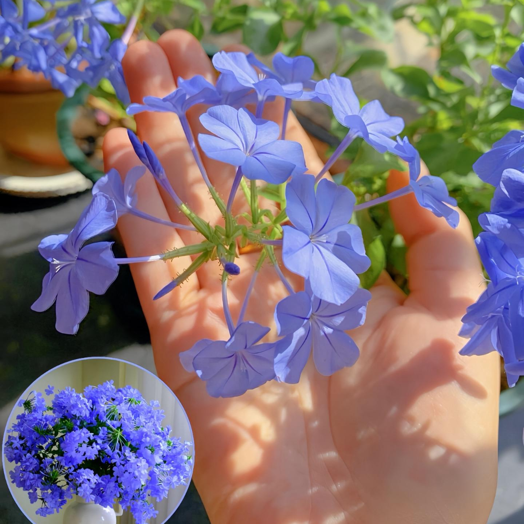 Plumbago Auriculata Seeds
