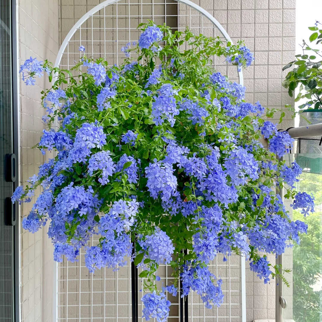 Plumbago Auriculata Seeds