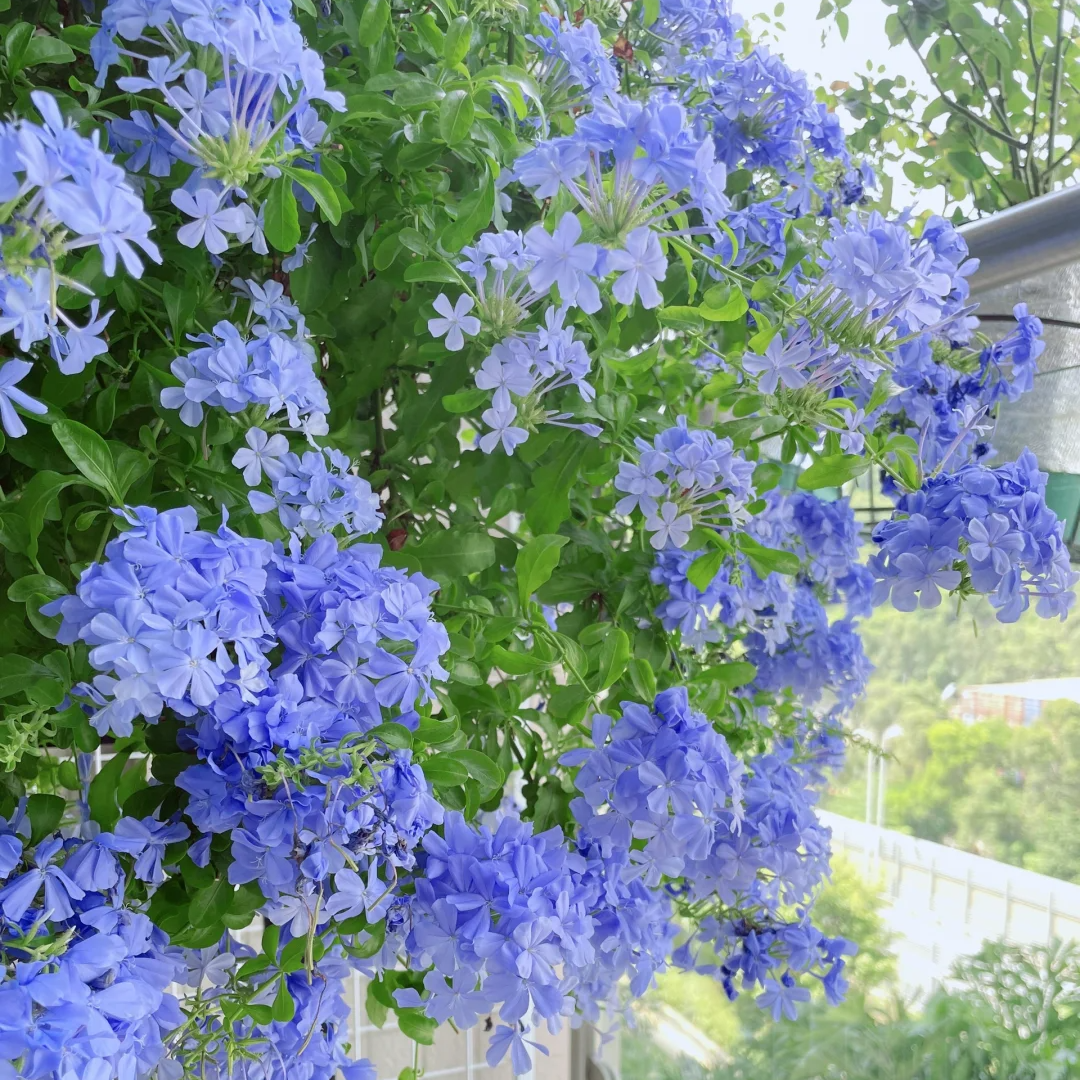 Plumbago Auriculata Seeds