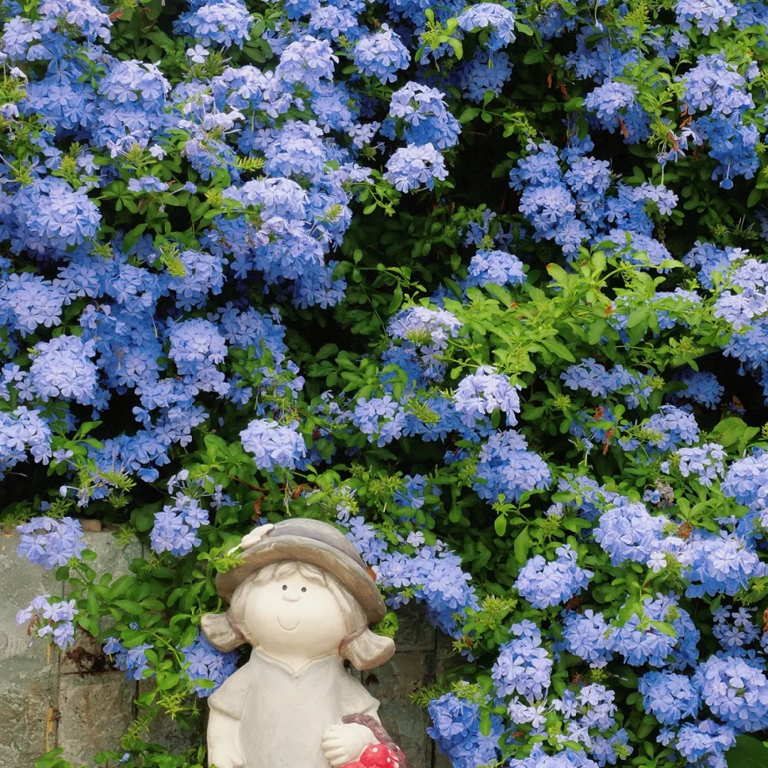 Plumbago Auriculata Seeds
