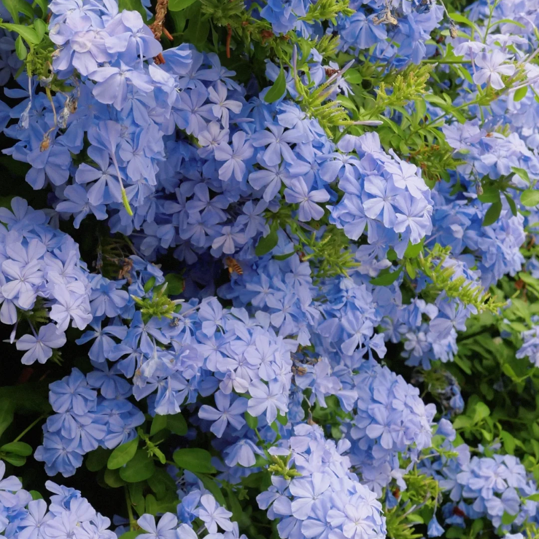 Plumbago Auriculata Seeds
