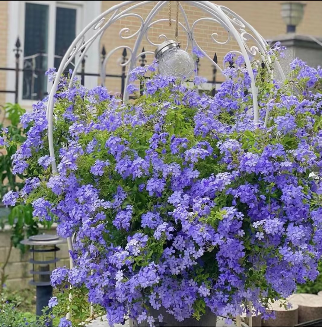 Plumbago Auriculata Seeds
