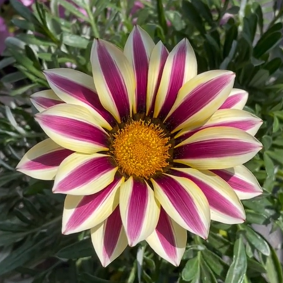 🏅Medal Chrysanthemum