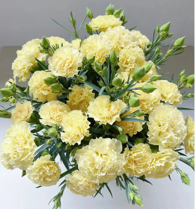 Multicolor Carnation Seeds