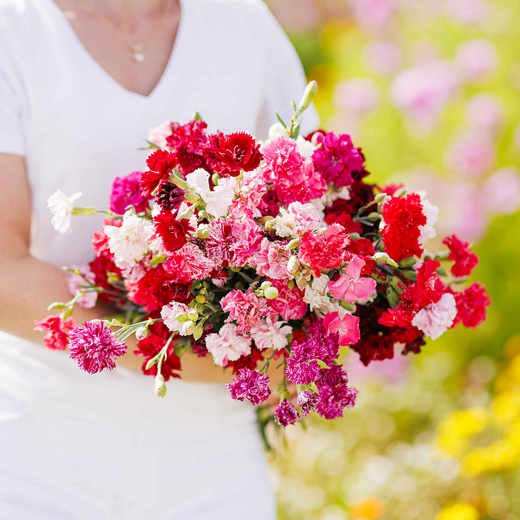 Multicolor Carnation Seeds