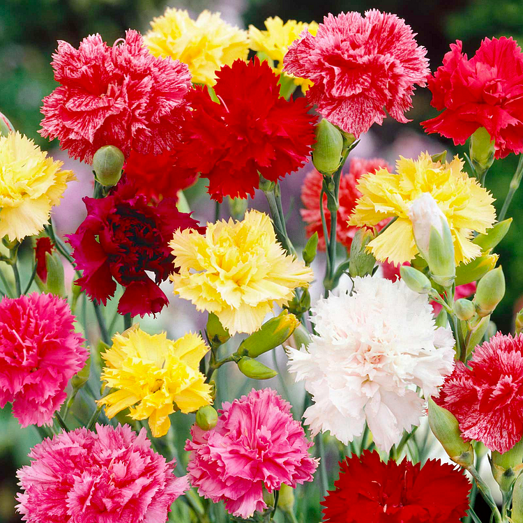 Multicolor Carnation Seeds