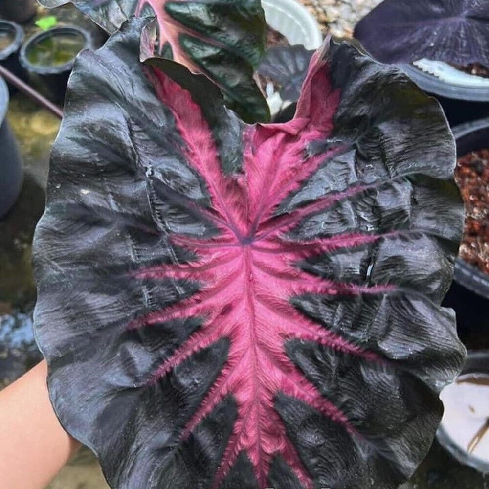 Colocasia esculenta 'Redemption'