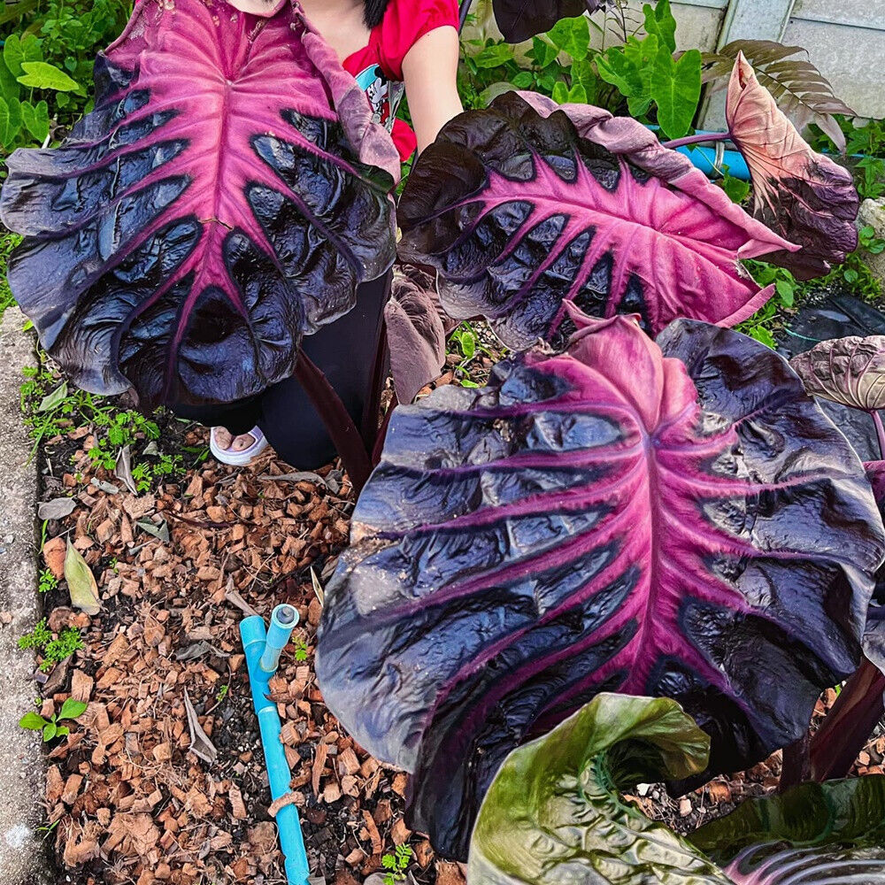 Colocasia esculenta 'Redemption'