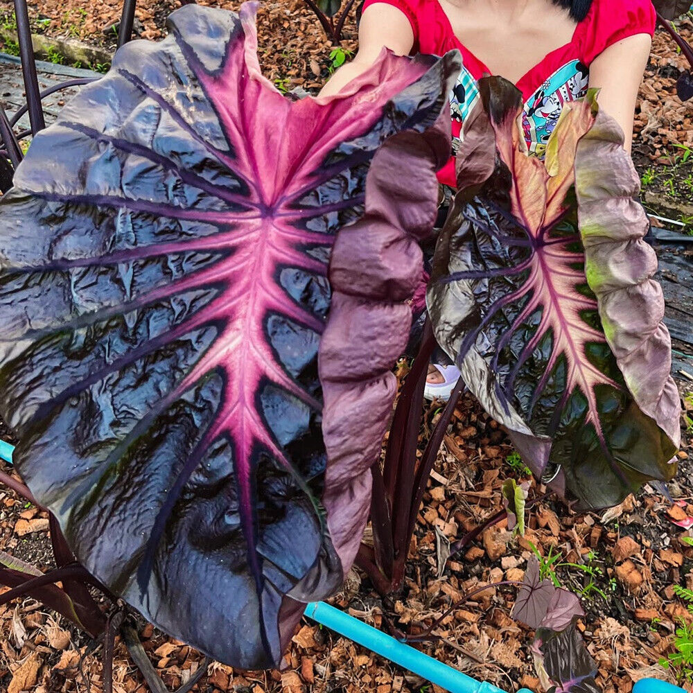 Colocasia esculenta 'Redemption'
