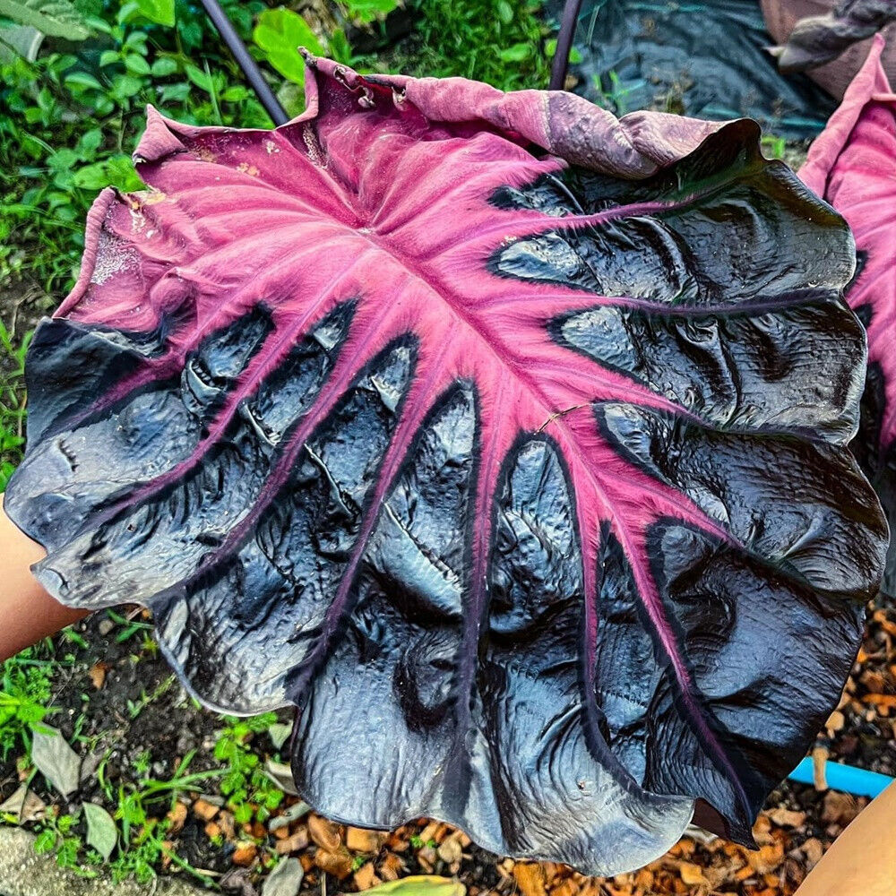 Colocasia esculenta 'Redemption'