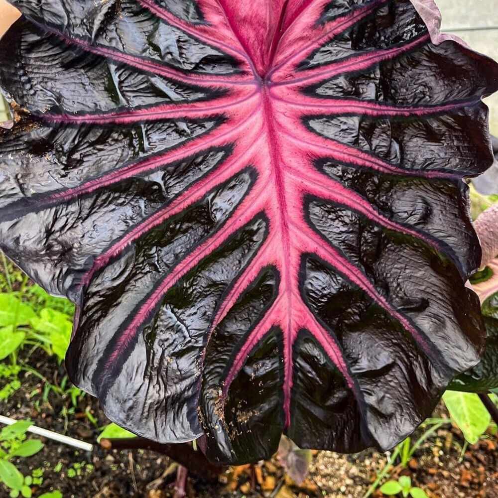 Colocasia esculenta 'Redemption'