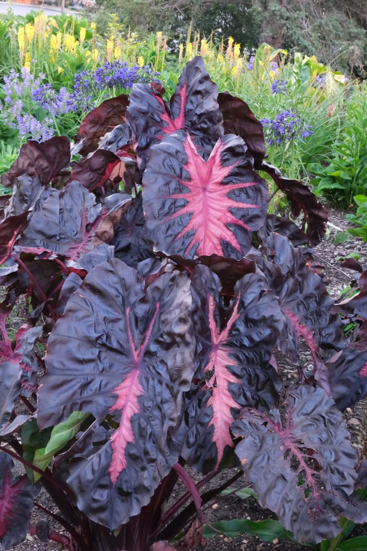 Colocasia esculenta 'Redemption'