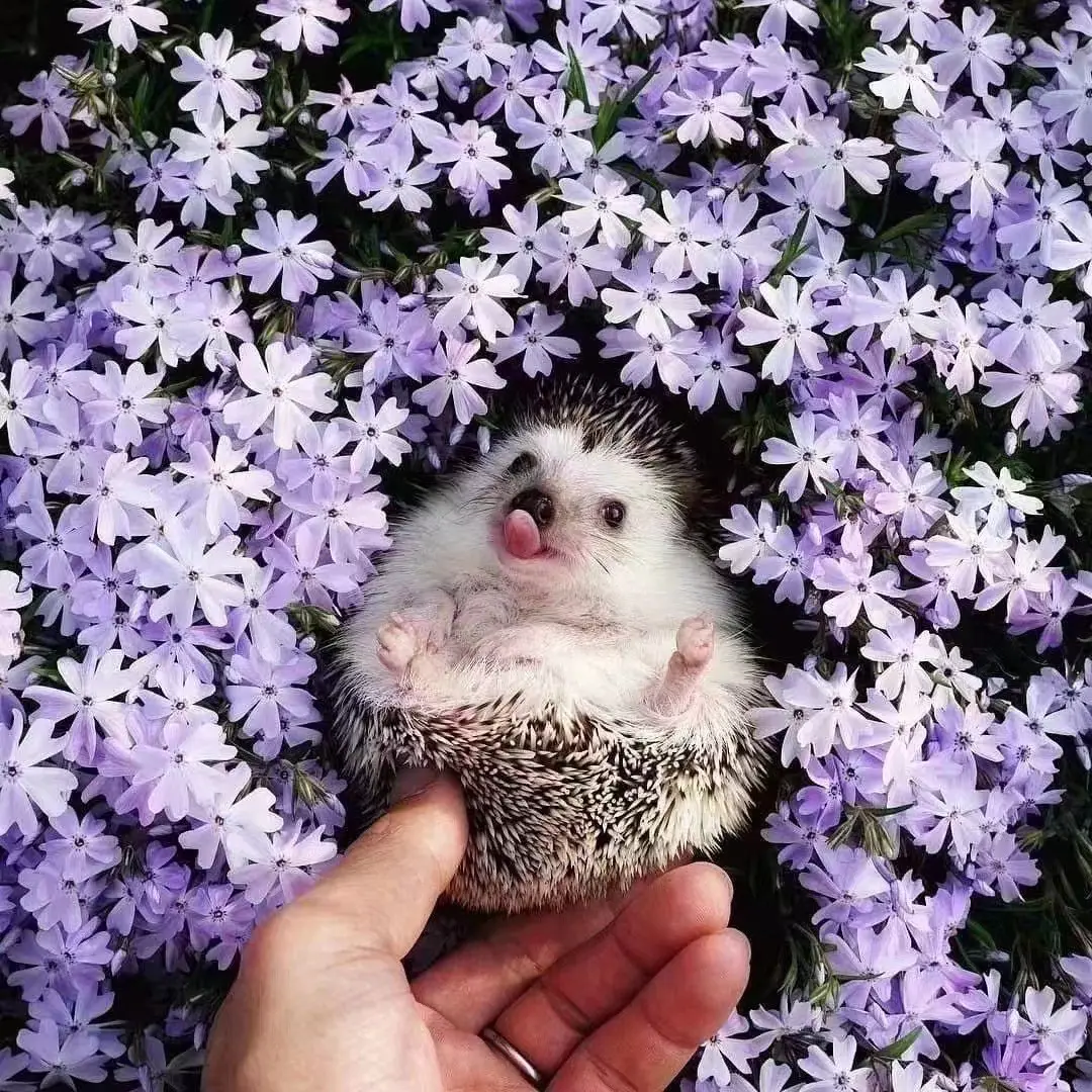Creeping Phlox Seeds
