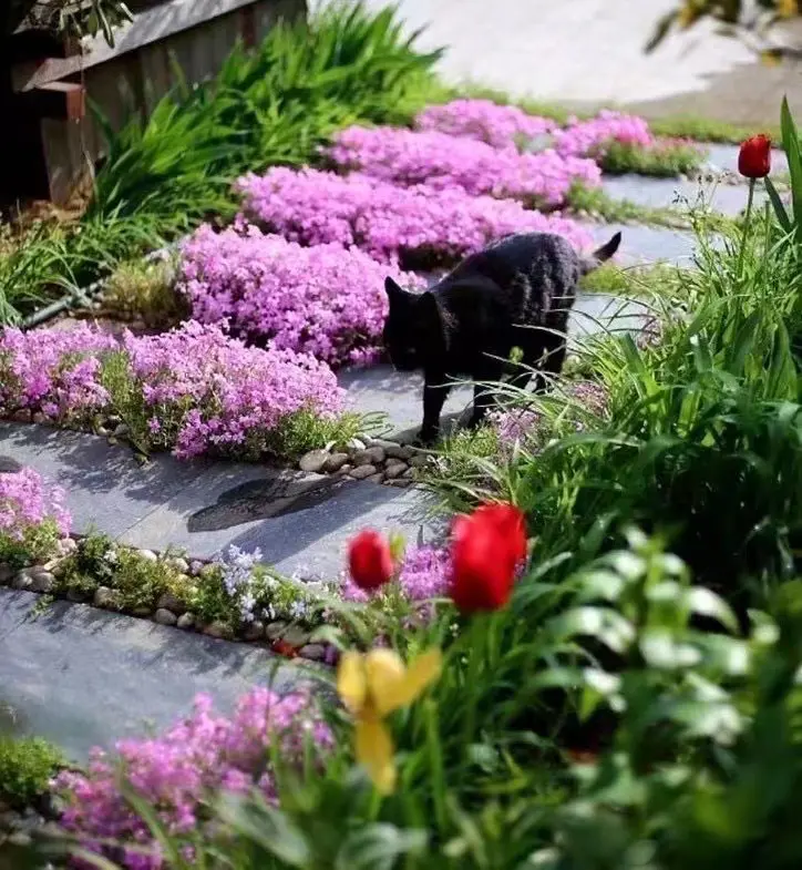 Creeping Phlox Seeds