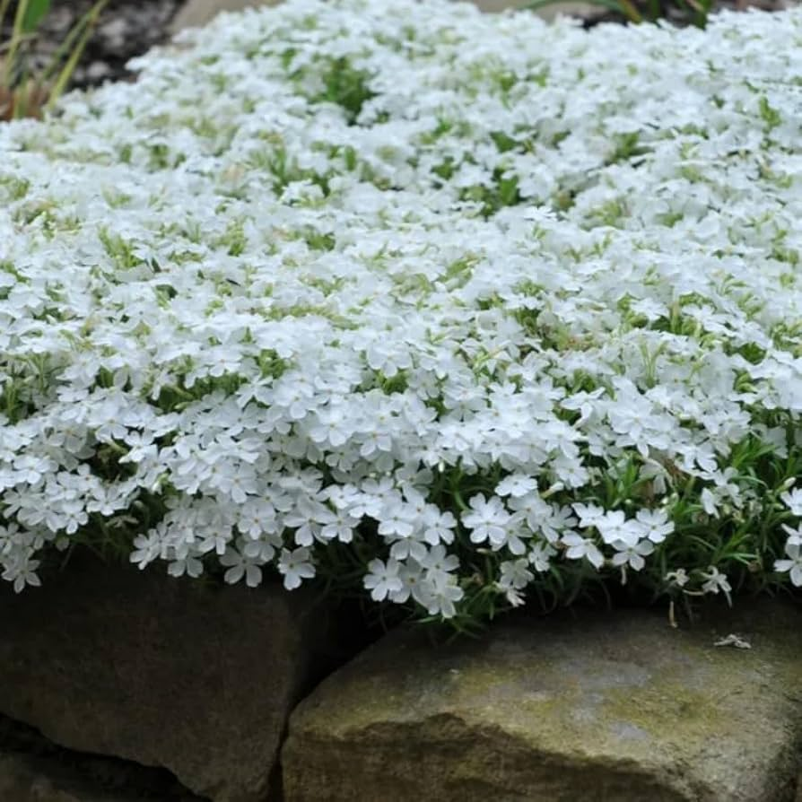 Creeping Phlox Seeds
