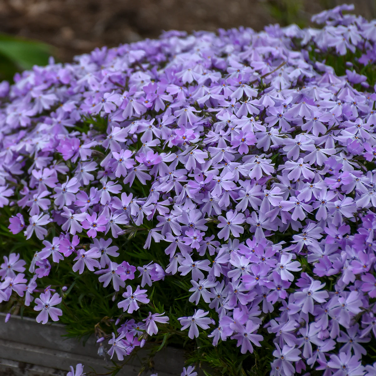 Creeping Phlox Seeds