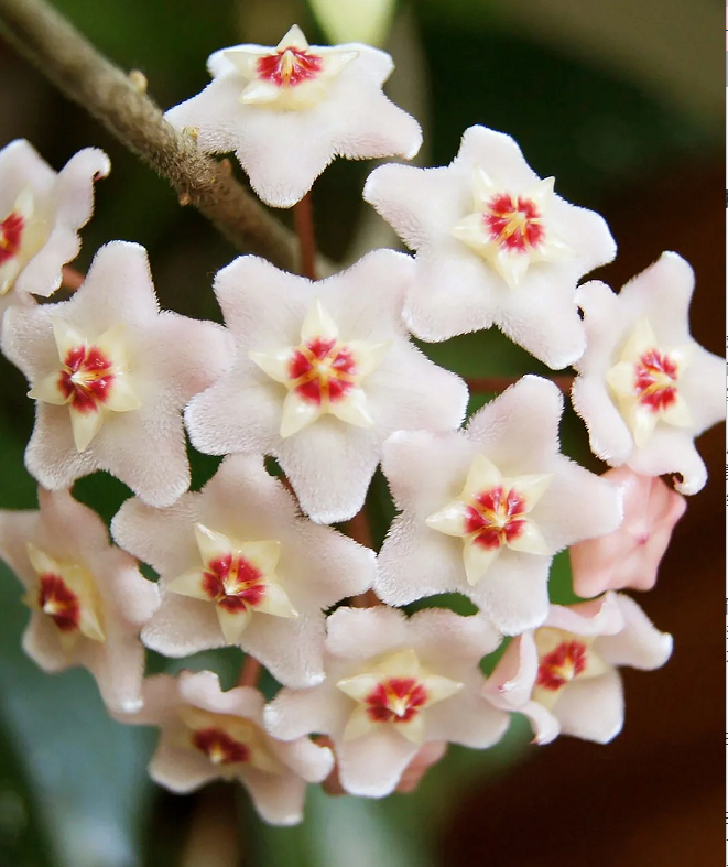 ⭐️Hoya Carnosa Flower Seeds 丨Star-shaped Flower Ball
