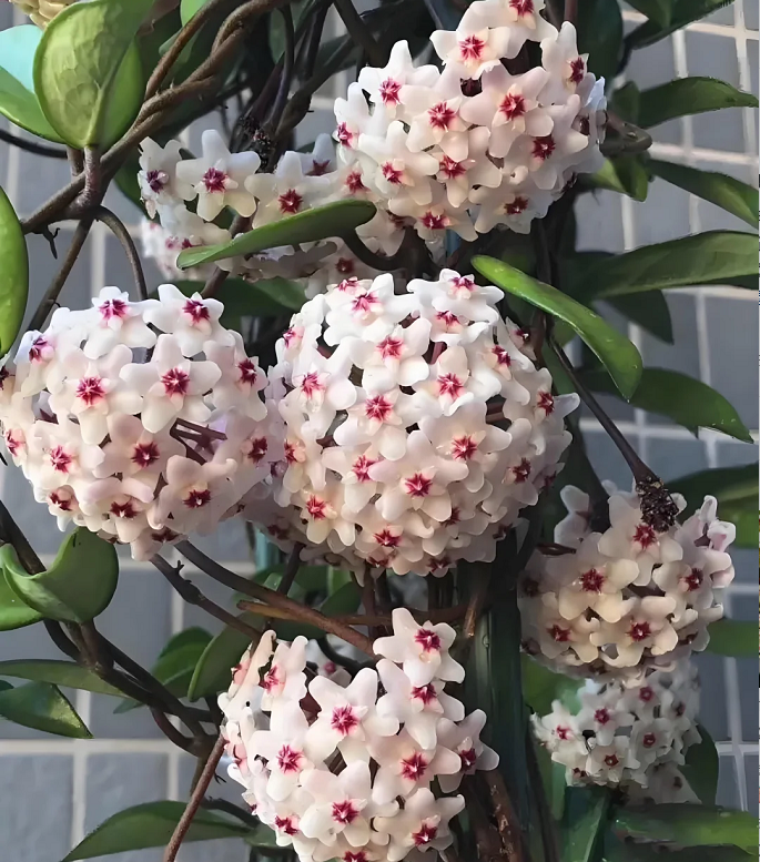 ⭐️Hoya Carnosa Flower Seeds 丨Star-shaped Flower Ball