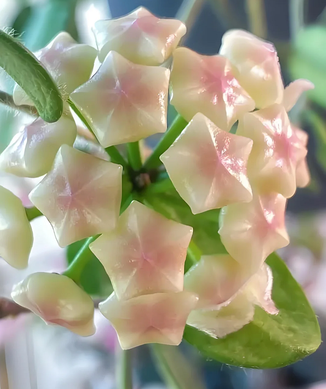 ⭐️Hoya Carnosa Flower Seeds 丨Star-shaped Flower Ball